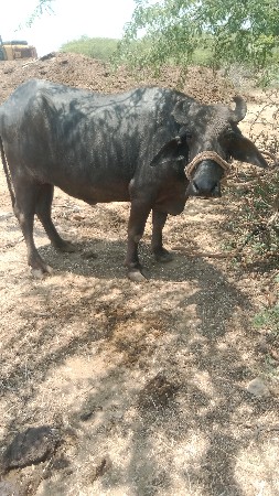 પેલું વેતર ખડેલી વેચવાની છે