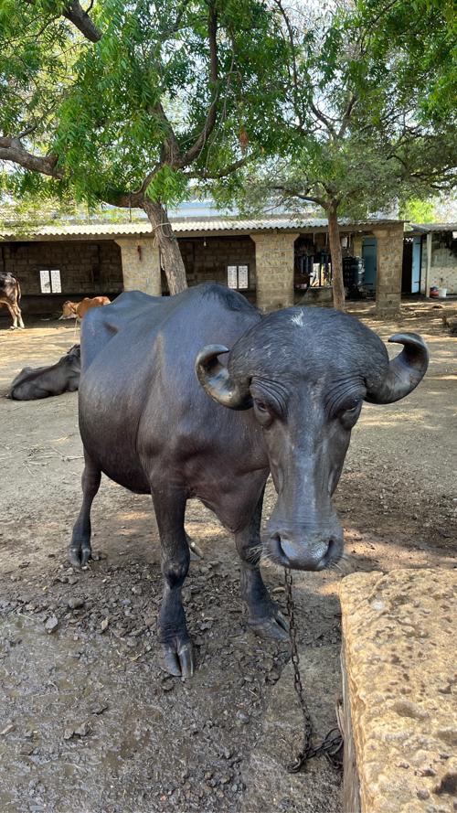 ખડેલી વેચવાની છે