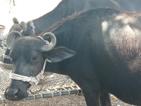 ખળેલૂ પેલું વેતર