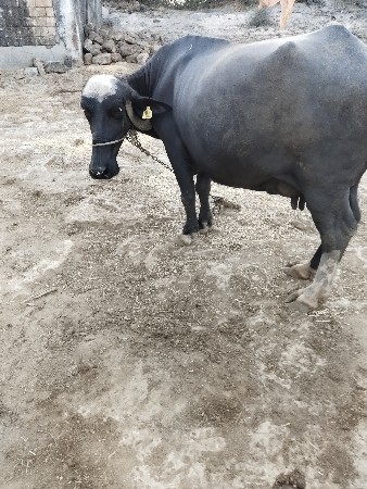 ભેશ વેશવા નીછે