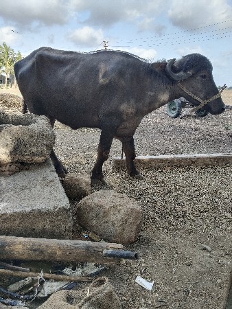 2 વર્ષ ની છે
