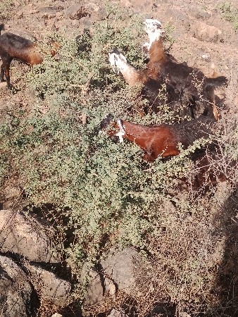 બકરા વેચવાના છે દસછે