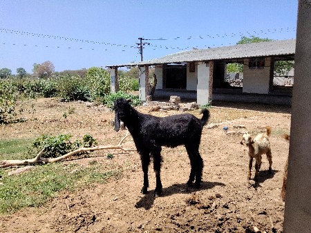 બોકડો વેચવા ના છે