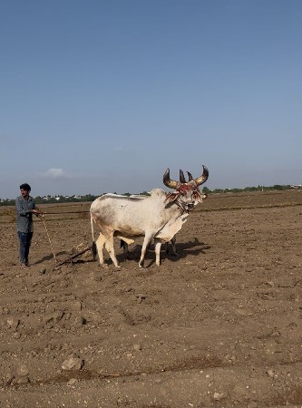 2 ધર ના છે .