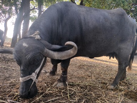 ભેંસ વેચવાની છે