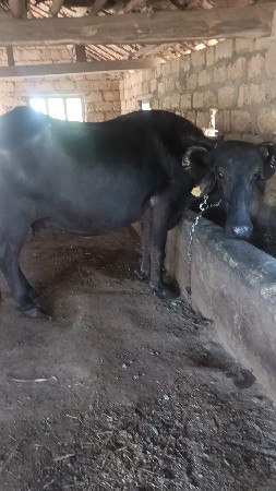 ભેંસ વેચવાની છે