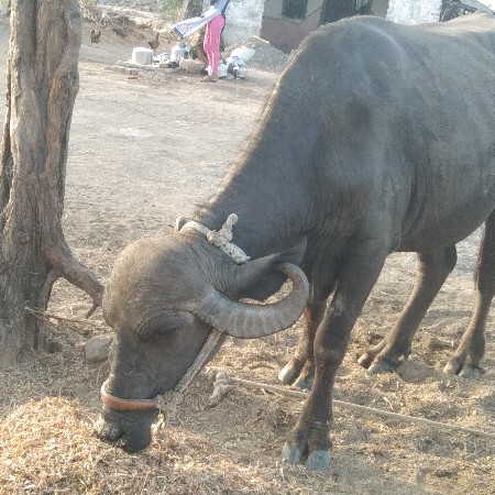 5 ખડેલા વેચવાના છે