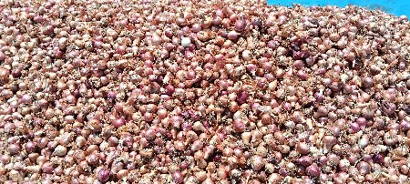 ડુંગળી વેસવાની