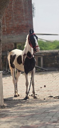 ઘોડી વેચવા ની છે