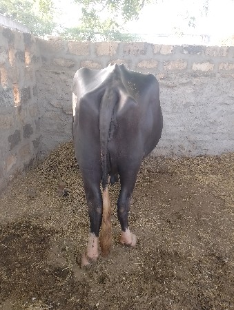ભેંસ વેચવાની છે 3વેતર વયાછે