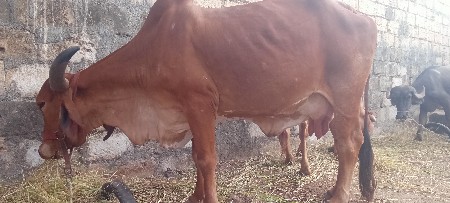 ગાય.વેસવાની.છે