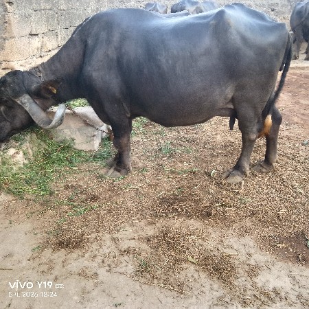 ભેંસ વેચવાની છે