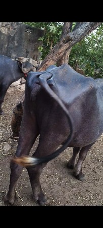 khadeli ne pado che