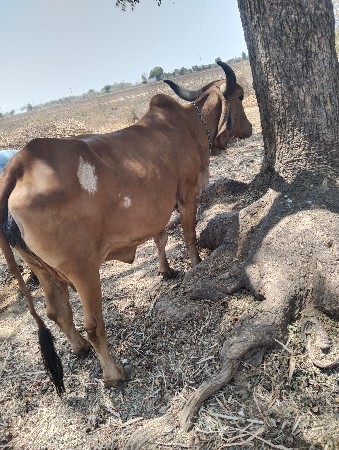 ગાય વેસવાની છે