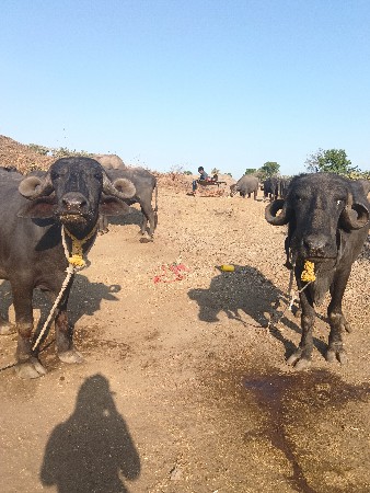 બે ખડેલા વેચવાનાછે