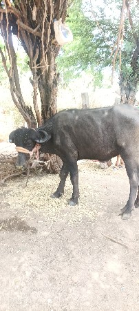ખડેલી વેચવાની છે