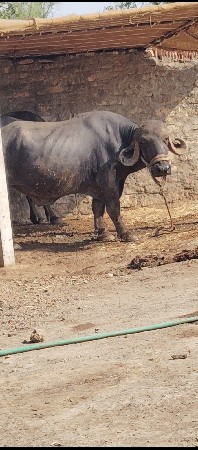 પાડો વેચવાનો છે.
