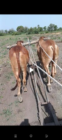 ગોધલા.વિશ્વના.સે.