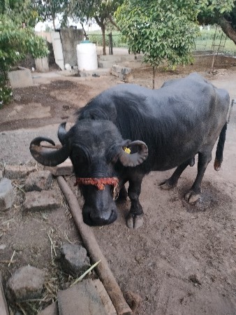 વેચવાનું છે