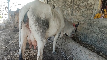ગાય વેચવાની છે