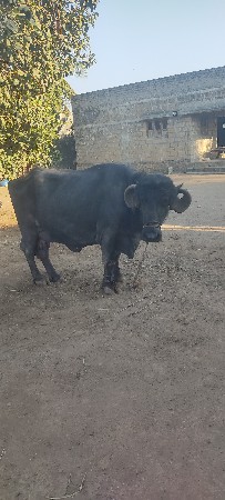 ભેંસ વેચવાની છે