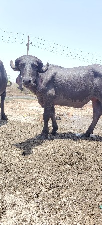 પાડો વેચવાનો છે