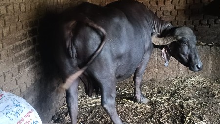 ભેસ 3 વેતર 10 દિવસ ની વાર છે