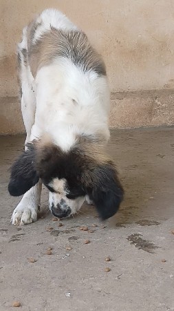 સેન્ટ બર્નાર્ડ ફિમેલ