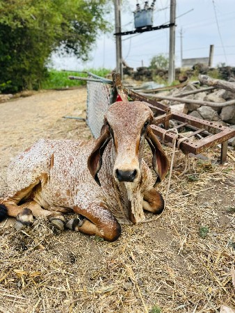 સરોદળ
