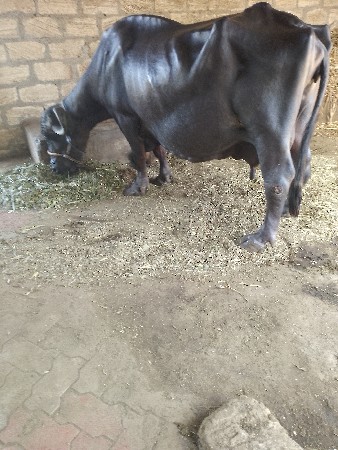 ભેંસ વેચવાની છે