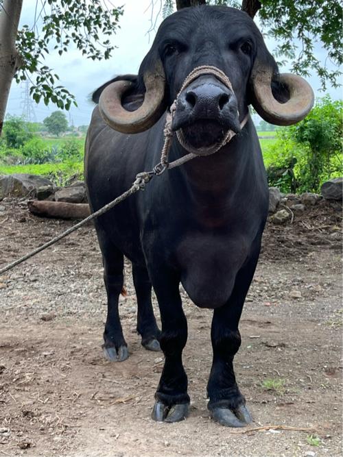 Bhesh vechani che