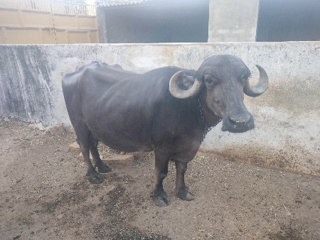 ભેંસ વેચવાની છે