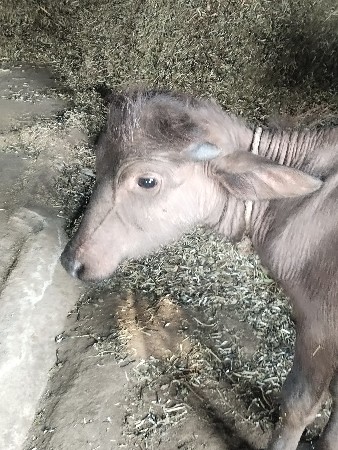 પાડી વેચવાની છે