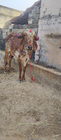 ગાય વેસવાની છે