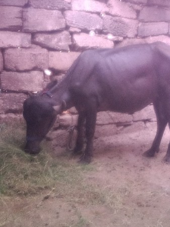 જુનાગઢ જીલ્લો ચોરવાડી ગામ