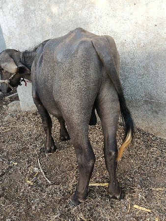 ગામ રામોદો તાલુકો કોટડા સાંગાણી જી