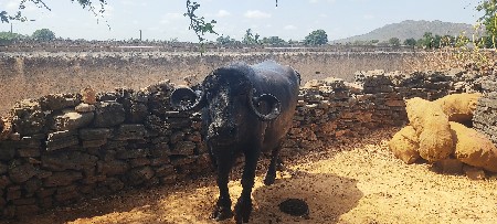 વેચવા ની છે