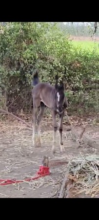 વછેરો વેચવા નો છે