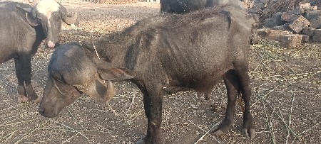 પાડો