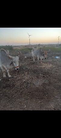 ભરત વેચવાના છે સાવ સોજા છે