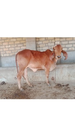 vechavani