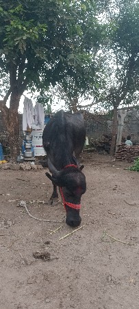 પેલા હવે તને ખડાઈ વેચવાની છે