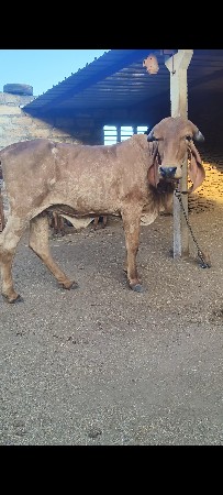 ગીર હોડકી વેશવાની શે