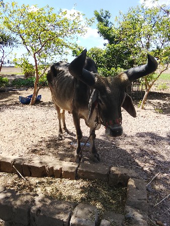 બળદ વેચવાનો છે