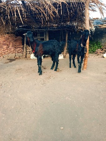 ત્રણ બોકળા છે અને કિંમત અલગ અલગ