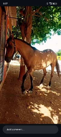 વેસવાની સે