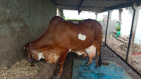 ગાય વેચવાની છે