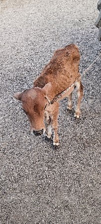 ગાય વેચવાની છે