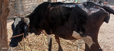 ઓડકી વેચવાની છે