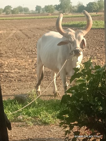 એક બળદ ડાબીયાર હાલે છે